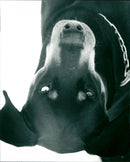 1992 ANIMALS HUNDS OVARY MAPPA OTKA AND HUNDER DOBERMANN JAKOB ARKIV - Vintage Photograph