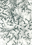 1989 ANIMALS INSECTIONS WATER ARCHIVE TETO LARVAE GUARDS MOSQUITOES VKS TER SURFAC - Vintage Photograph