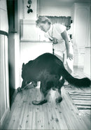 ANIMALS HUNDS OVARY MOGELLAND BOX TATTOO MOGELHUND UME - Vintage Photograph