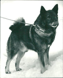 1976 ANIMALS DOG SHELF TILLHO ARCHIVE GREA DOG SMOBGEN FOLDER - Vintage Photograph