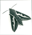 ANIMALS INSECTIONS SHELF WARMER ALCH FLEW BERGREN READY ARKI TWILIGHT - Vintage Photograph