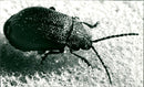 ANIMALS INSECTIONS INSECTS ELAGGEN SIDEX ENFANEBAGGEN KIVLINGEN APP - Vintage Photograph