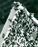1985 INSECTIONS ANIMAL JULY ANIMALS HAPP VKIV BEEKEEPING BEES TULLE THANH - Vintage Photograph