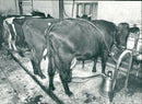 1954 AGRICULTURE ANIMAL CROSS ARCV GUARDS VASTERBOT - Vintage Photograph