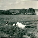 1971 AGRICULTURE ANIMAL CROSS ANIMAL CARE MRS SHELF ARK ARCHIVE NEC ANIMALS VALENT - Vintage Photograph