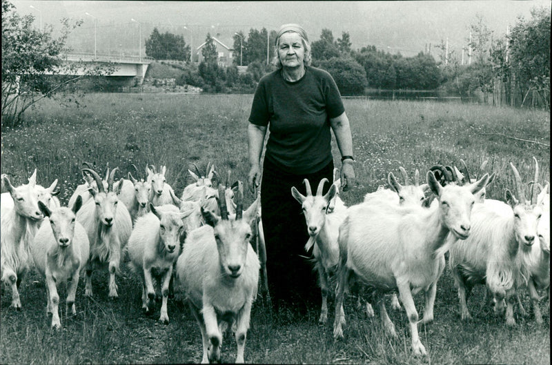 1981 AGRICULTURE ANIMAL CROSS NEAR ARCHIVE KIS GUARDS GOAT MAS GET ANDERSSON FARME - Vintage Photograph