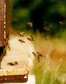 1997 INSECTIONS ANIMAL ARCHIVE ALLAN GUARANTEE - Vintage Photograph