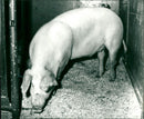 1982 ANIMAL GROWS PIG PAR SHELF ARCHIVE ANIMALS OWN PIGS NOFFNER PHOTO RICE MODEL - Vintage Photograph