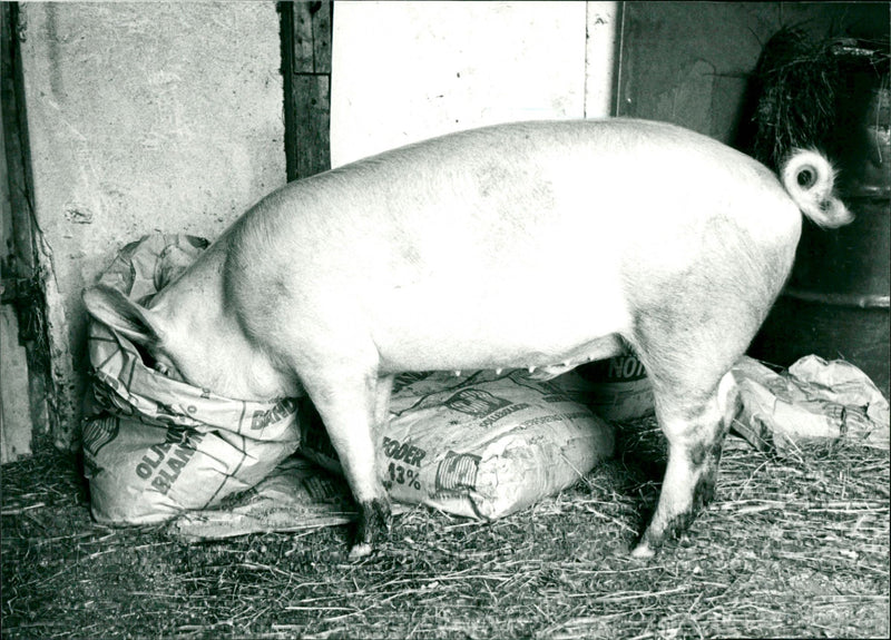 ANIMAL GROWS PIG GOTE TO PIGS - Vintage Photograph