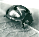 1999 ANIMALS INSECTIONS LADYBUGS MRS SHELF KEYPIPE INSECTS ARCHIVE FEAT OLOFSSON - Vintage Photograph