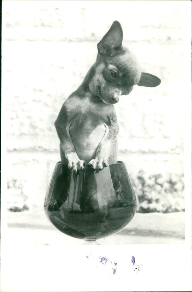 1979 ANIMALS DOG ARCHIVE CHIHUAHUA HOR LHOR - Vintage Photograph