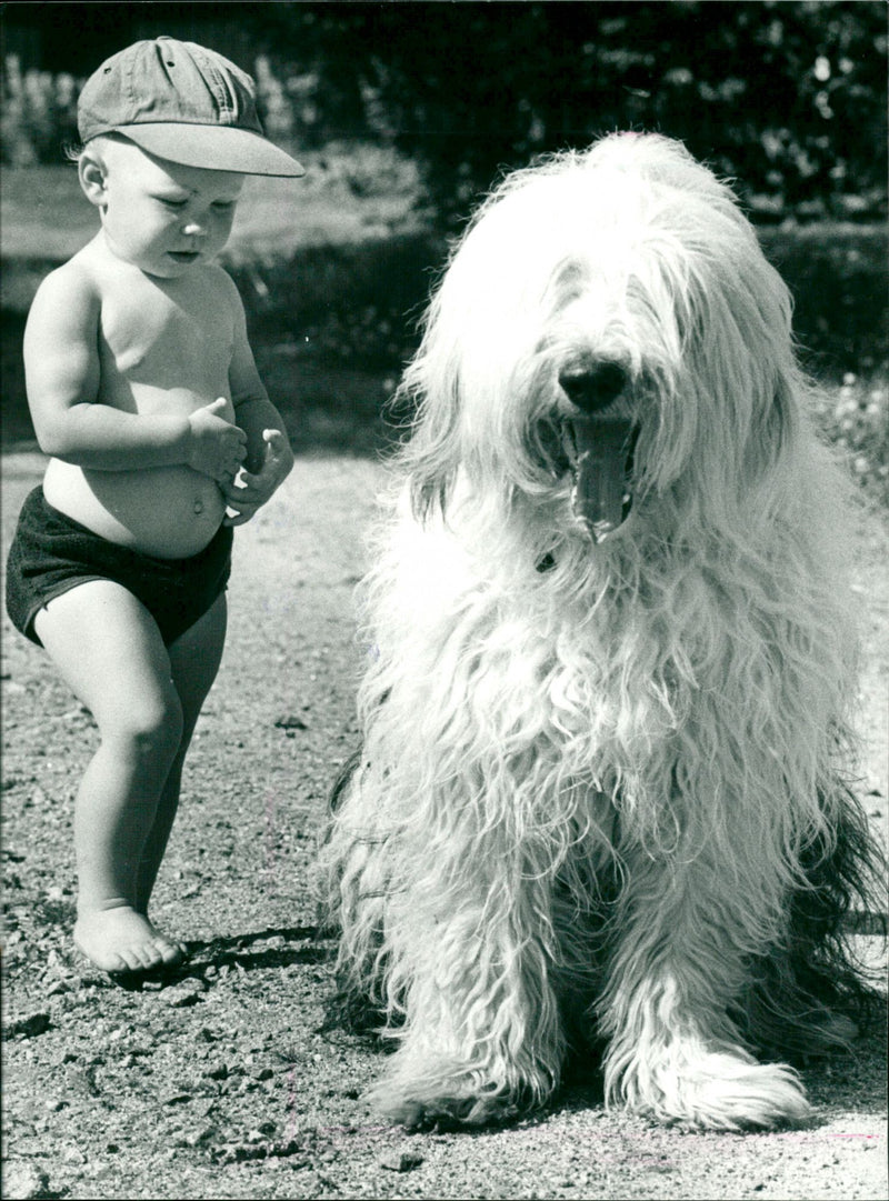 1983 ANIMALS HUNDS DOGS SHELF WHITE SHEEPDOG ARCHIVE GUARDS FOT OLOFSSON ENGLISH - Vintage Photograph