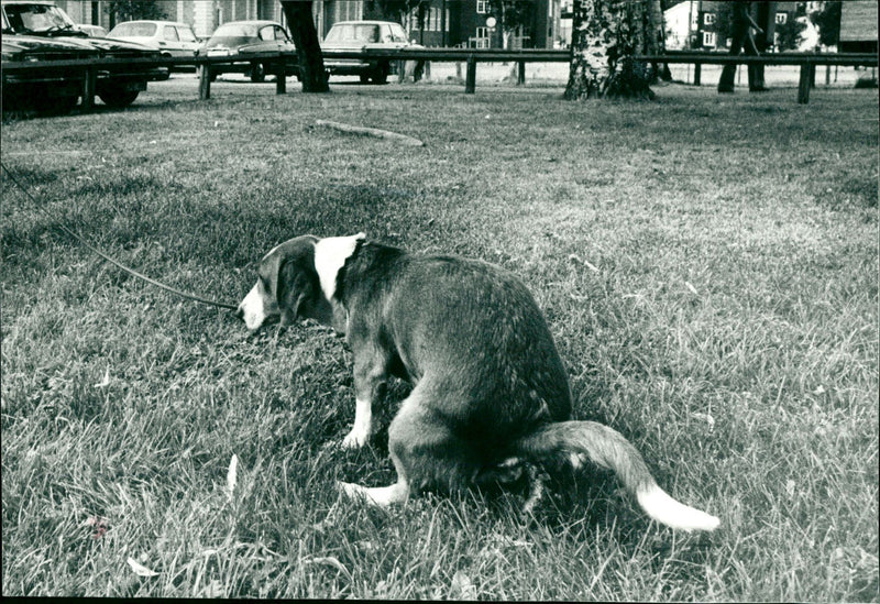1992 ANIMALS HUNDS OVARY DOGS DRIFTS CLINCE ARCHIVE SPIRIT MUNICIPALITY ORKIGT - Vintage Photograph