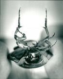 1991 ANIMALS INSECTIONS ARCHIVE OVK DYICAR SHELL BELONG TO UMEA - Vintage Photograph