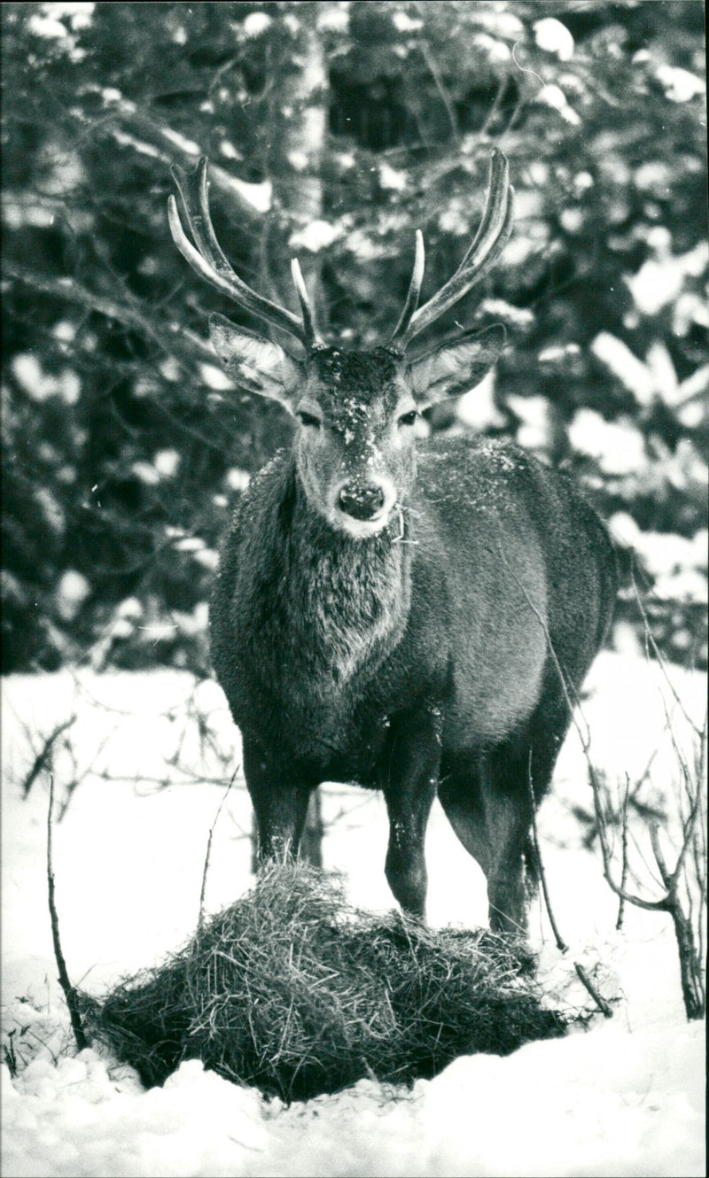 Red deer - Vintage Photograph