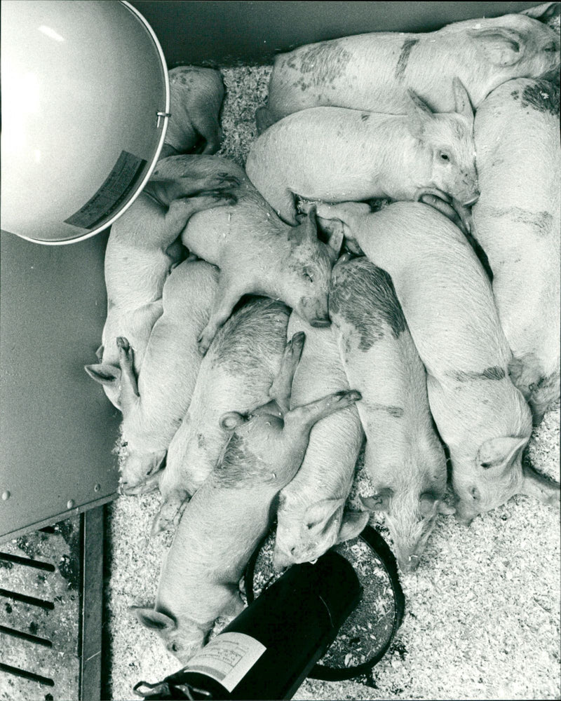 1999 ANIMAL GROWS MAPPA SCHOOL USA ARCHIVE TO ANIMALS PIGS EVINSTALL VKS LAS FAR - Vintage Photograph
