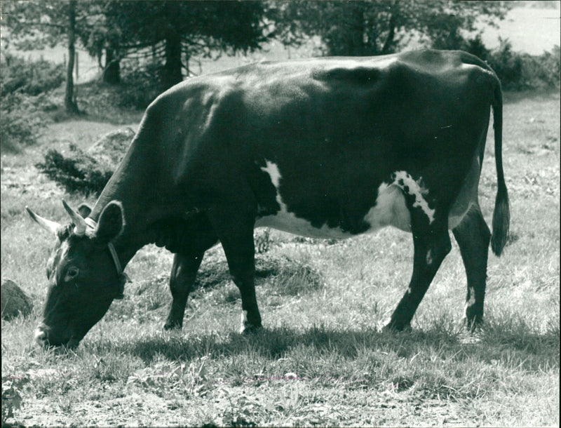 1995 UMI COW TO COWS ANIMALS ARCHIVE AVAILABLES ELIASSON TANDE HAGE ANIMAL HOR - Vintage Photograph