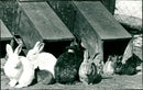 ANIMALS KANINES ZOO MANIU OLER ARE MAUS VGK SELE PROPOSAL LIELAIN MIDTEXT - Vintage Photograph