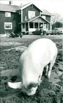 1985 ANIMALS GRISES GOTE SHELF ARCHIVE PIGS ADDITIONS GRISEN TILLHOE FOLDER - Vintage Photograph