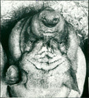 ANIMALS GRISES PIG ARCHIVE PIGS HANGBUKSVIN JOU ROLAND VKS FOLDER SHELLED POU - Vintage Photograph