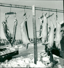 1981 ANIMALS GRISES PIG SHELF CHRISTMAS ARCHIVE ROW SLAUGHTER SLAUGHTERED FOLDER - Vintage Photograph