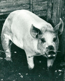 1987 ANIMAL GROWS PIGS - Vintage Photograph