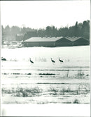 1989 FAGLAR HOTTSOE SHELF VARSIGNA ANIMALS BEDE TRANER SUCE GUARDS CRANE FOLDER - Vintage Photograph