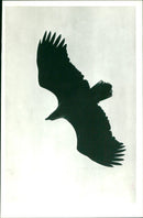 1991 ARKIV ANIMALS BIRD YOUNG HARSONSHONE AVAILABLE VKS FABLES - Vintage Photograph