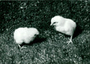 ANIMAL FAGLAR SHELF CHICKENS KIACKERIER ANIMALS UPF FOLDER CHICKEN OLD - Vintage Photograph