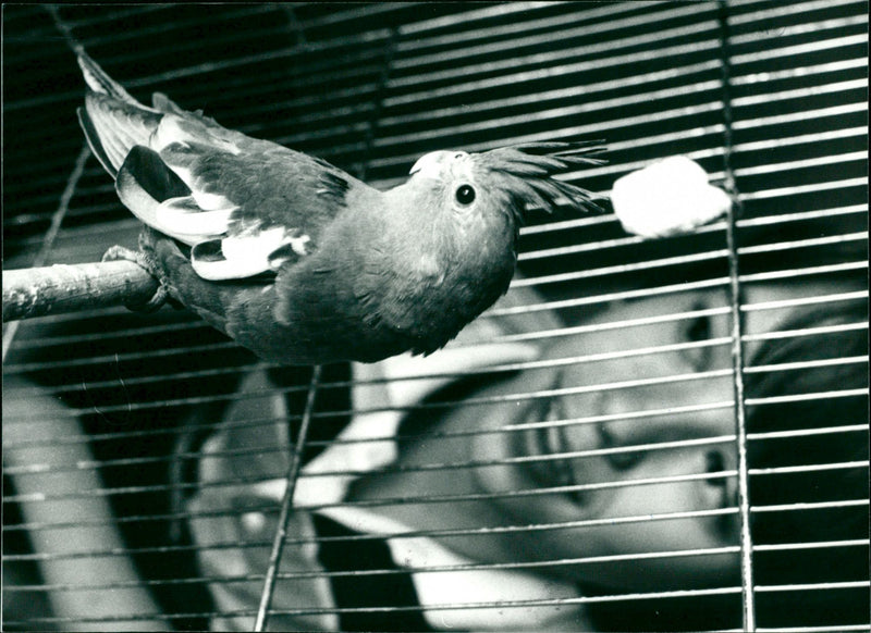 1986 ANIMAL FAGLAR MUCH ANIMALS BIRD NYMPH FOLDER PARAKEET - Vintage Photograph