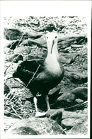 ANIMALS FAGLAR SHELF ALBATROSS FAGS BIRD FOLDER ALLATIONS - Vintage Photograph