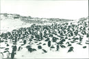 1989 ANIMALS FAGLAR SIGNY ADELLE ANTARCTICA PENGUINS ARKIV ISLAND FOLDERD VKS - Vintage Photograph