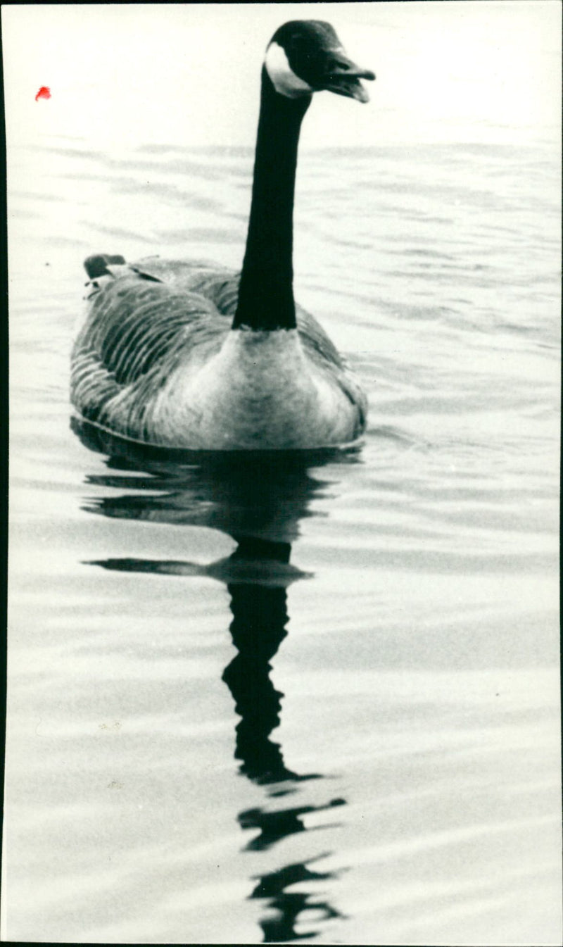 1985 ANIMAL FAGLAR CANADA SHELF GAS ANIMALS BIRD GUARDS XIV VKS FOLDER FABLES - Vintage Photograph