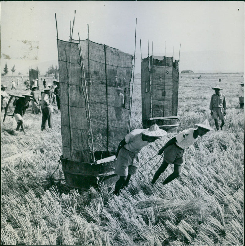 Taiwan Agriculture - Vintage Photograph