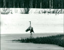 1986 FAGLAR ANIMALS CRANE - Vintage Photograph
