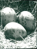 ANIMALS FAGLAR AGG LAG SMASPOV OVARY FRAN SULASI - Vintage Photograph