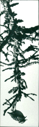 ANIMALS FAGLAR FLAGS - Vintage Photograph