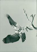 1985 ANIMALS FAGLAR NATURBIL TISKG TEL FAGEL UMEA VKS FISKGJUSE SULI ARCIVE LEIF - Vintage Photograph