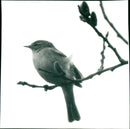 ANIMAL FAGLAR SHELF ARCHIVE BIRD TROLLEYS ARCHIVES VKS FLAGS - Vintage Photograph
