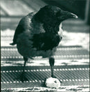 1982 ANIMAL FAGLAR SHELF CREATURE ARCHIVE ANIMALS BIRD FOLDER AVAILABLE FATHERS - Vintage Photograph