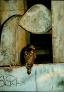 1994 ANIMALS FAGLAR SOHLEN DEWHOCH ACHS KRISTINN - Vintage Photograph