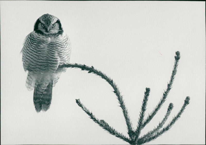 1984 RAV OWL HIHNARLA ANIMALS YES GUARDS REI CLEMEN FLAGS - Vintage Photograph