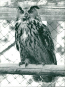 ANIMALS FAGLAR VVV BIRDS SHELF TILLS BIRD BERGUR FOLDER VERY - Vintage Photograph