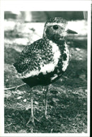 VODACE SHELF PIPERFOGEH ANIMALS BIRD LJUNGPIPER FOLDER FABLES - Vintage Photograph