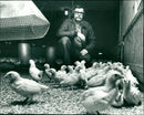 1992 TILHER SHELF CHICKENS ARKIV FAGS AVAILABLE VKS FOLDER CHICKEN ANIMAL ARKI - Vintage Photograph