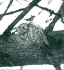 1932 OWL GUARANTEE ELINSON PARLUGGLA ARCHIVE ANIMALS SOWS GUYS HYNA FOLDER OWE - Vintage Photograph