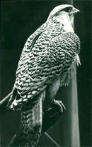 1982 MRS SHELF FALCON ARCHIVE ANIMALS BIRD HUNTING CASE FOLDER AWARD YATET FATHER - Vintage Photograph