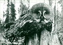 1990 ANIMAL FAGLAR OWL CHAPPUGHT ARCHIVE FAGS APPUGLA AVAILABLE - Vintage Photograph