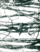 1983 JOHAN FINK FAGEL PILFINLE FAGLAR BELONG TO RETINE ANIMAL ELMBERG - Vintage Photograph