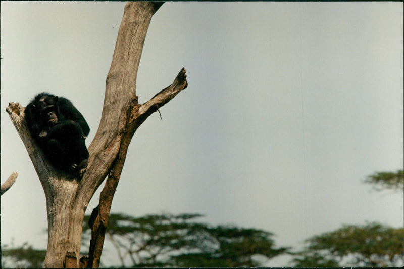 Kenya Nature Reserve - Vintage Photograph